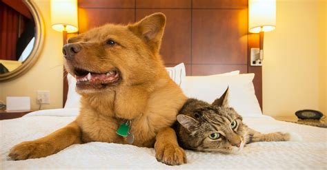 ternate pet friendly hotels|THE BEST Pet Friendly Hotels in Ternate (2024) .